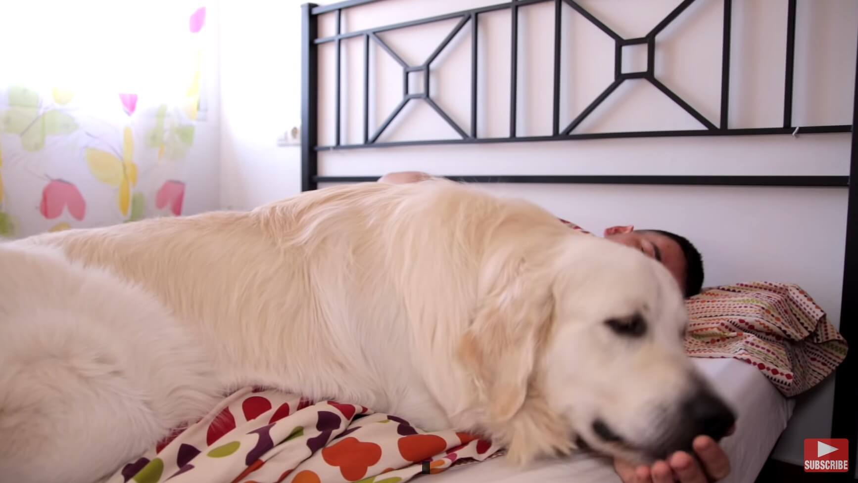 ゴールデンレトリーバー,動画