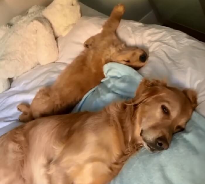 ゴールデンレトリーバー,動画