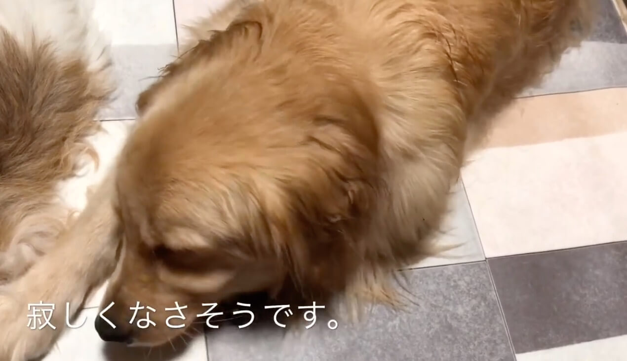 ゴールデンレトリーバー,動画