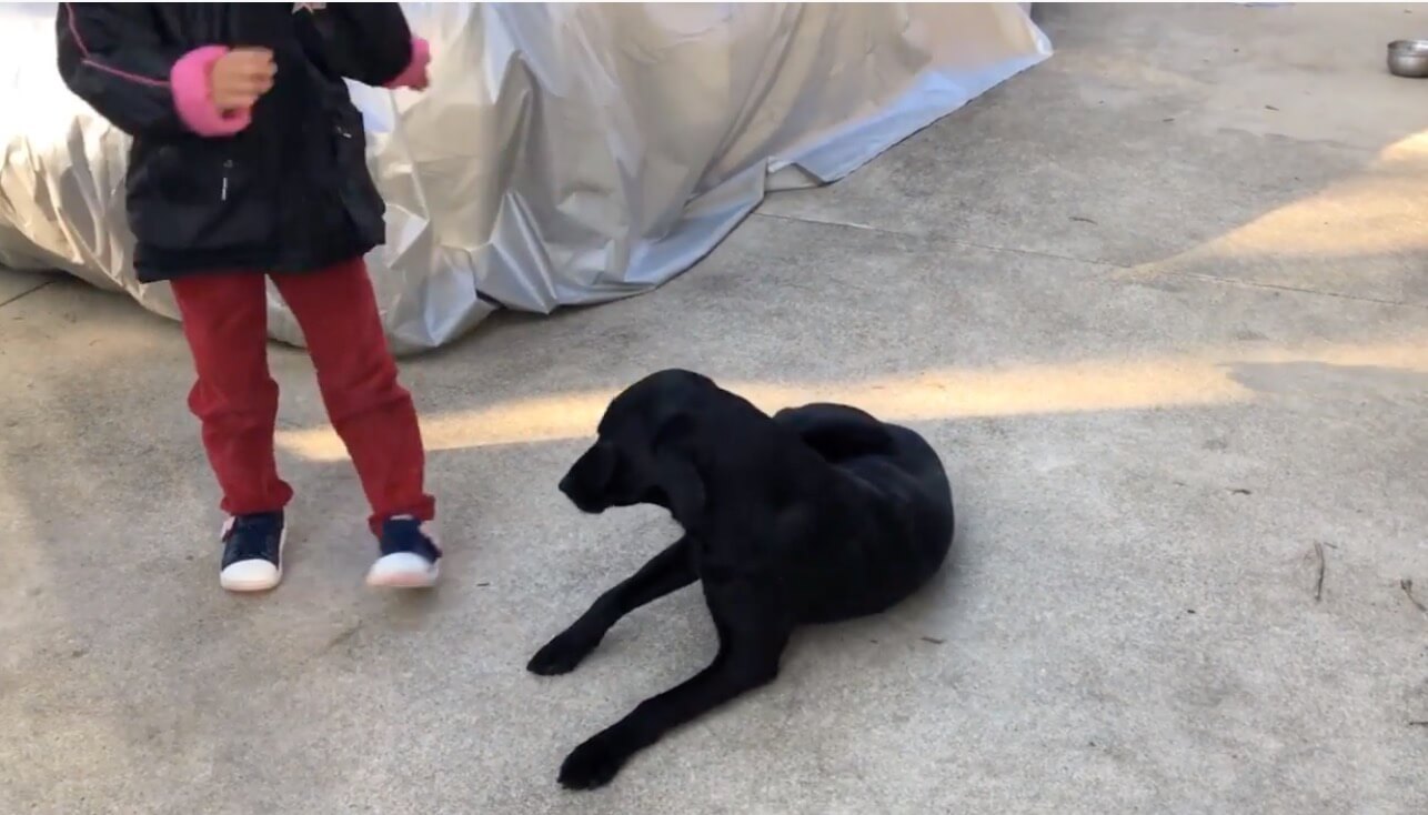 ラブラドールレトリーバー,動画