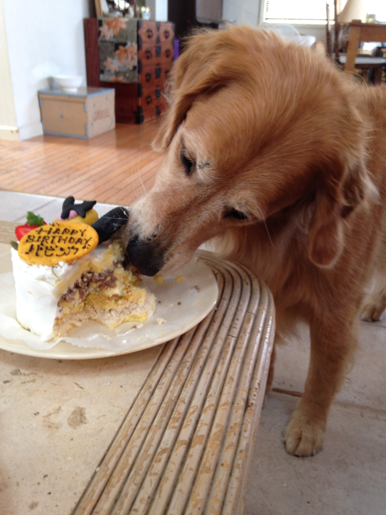 レトリーバー,ごはん