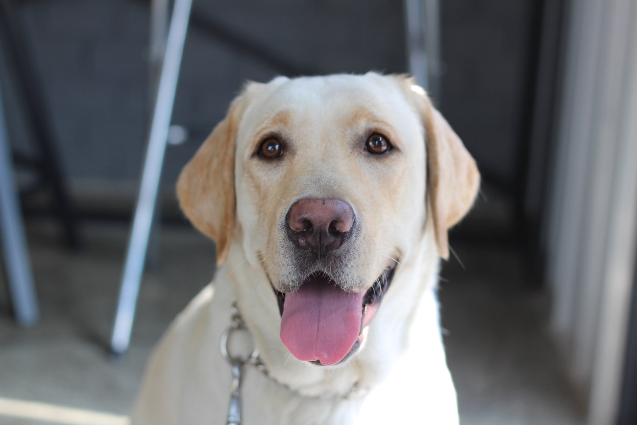 レトリーバーの行動