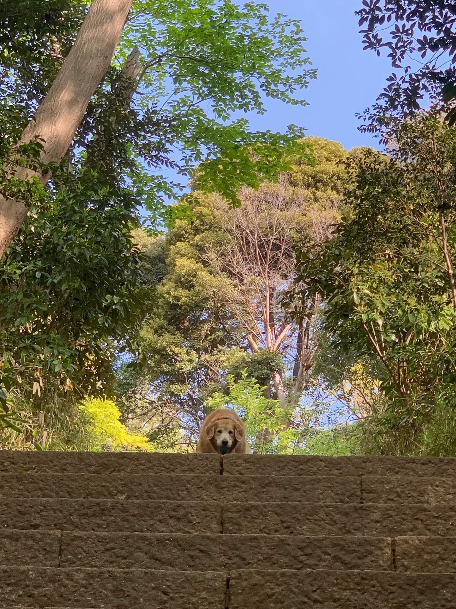 レトリーバー,ごはん