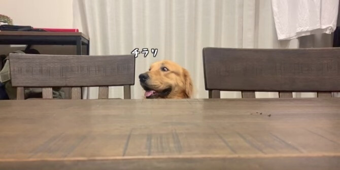 ゴールデンレトリーバー,動画