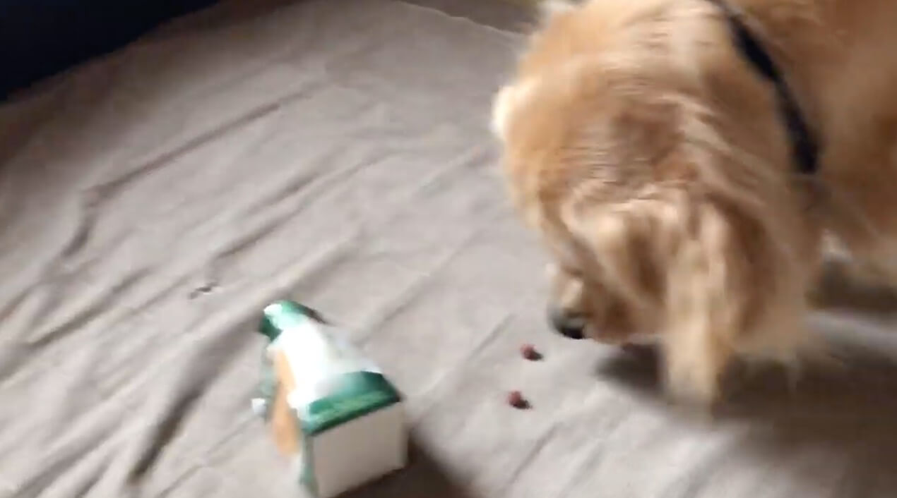 ゴールデンレトリーバー,動画