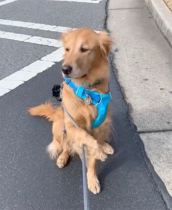 ゴールデンレトリーバー,動画