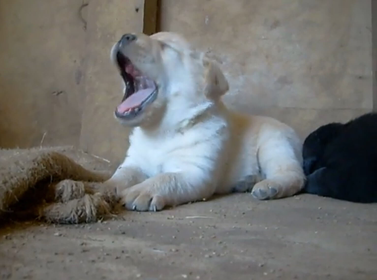 ラブラドールレトリーバー,動画