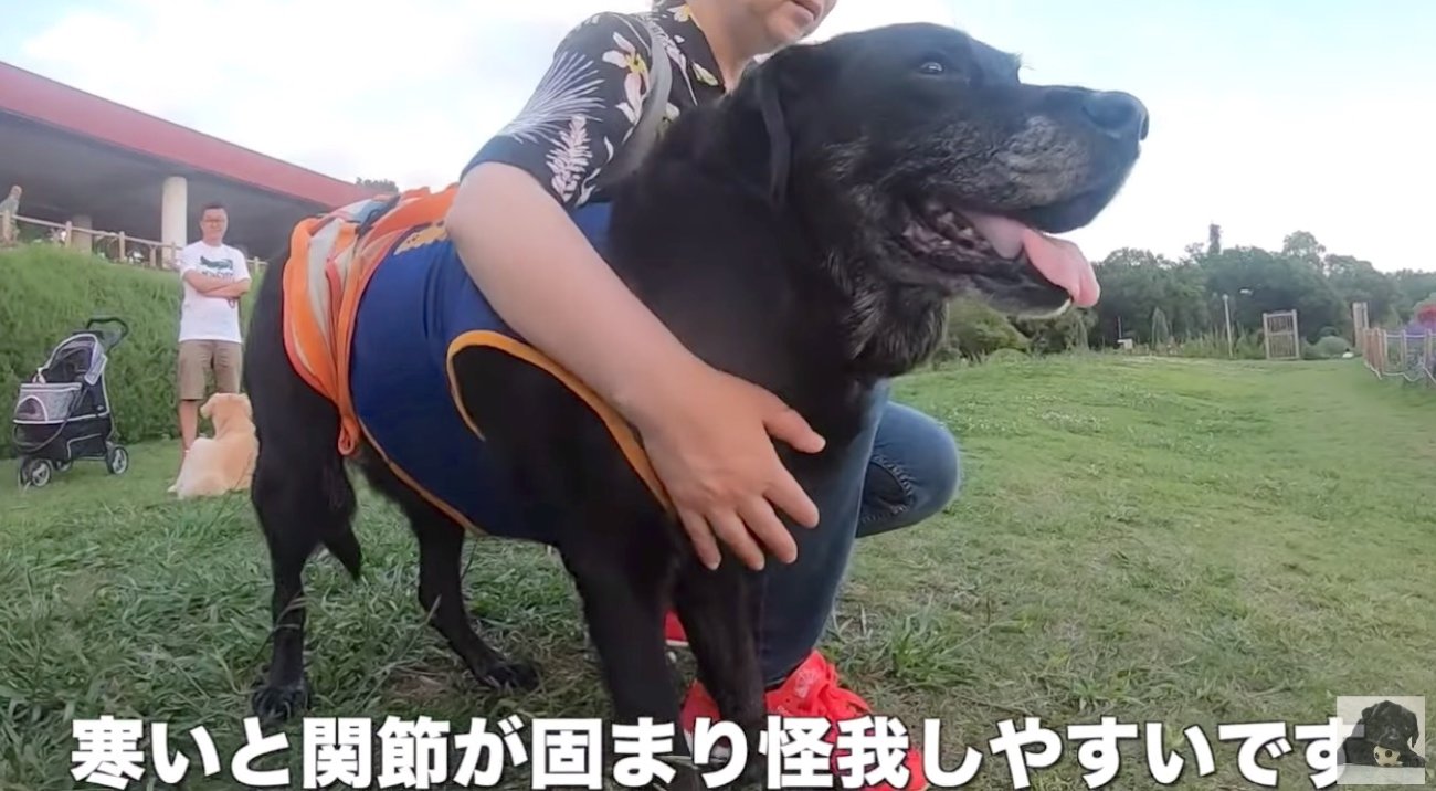 ラブラドールレトリーバー,動画