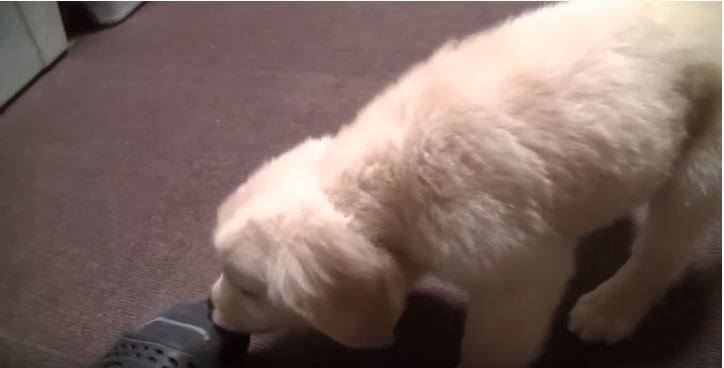 ゴールデンレトリーバー,動画