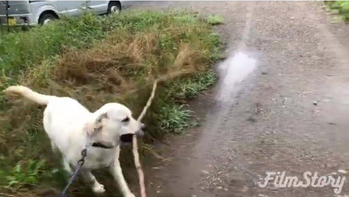 ラブラドールレトリーバー,動画