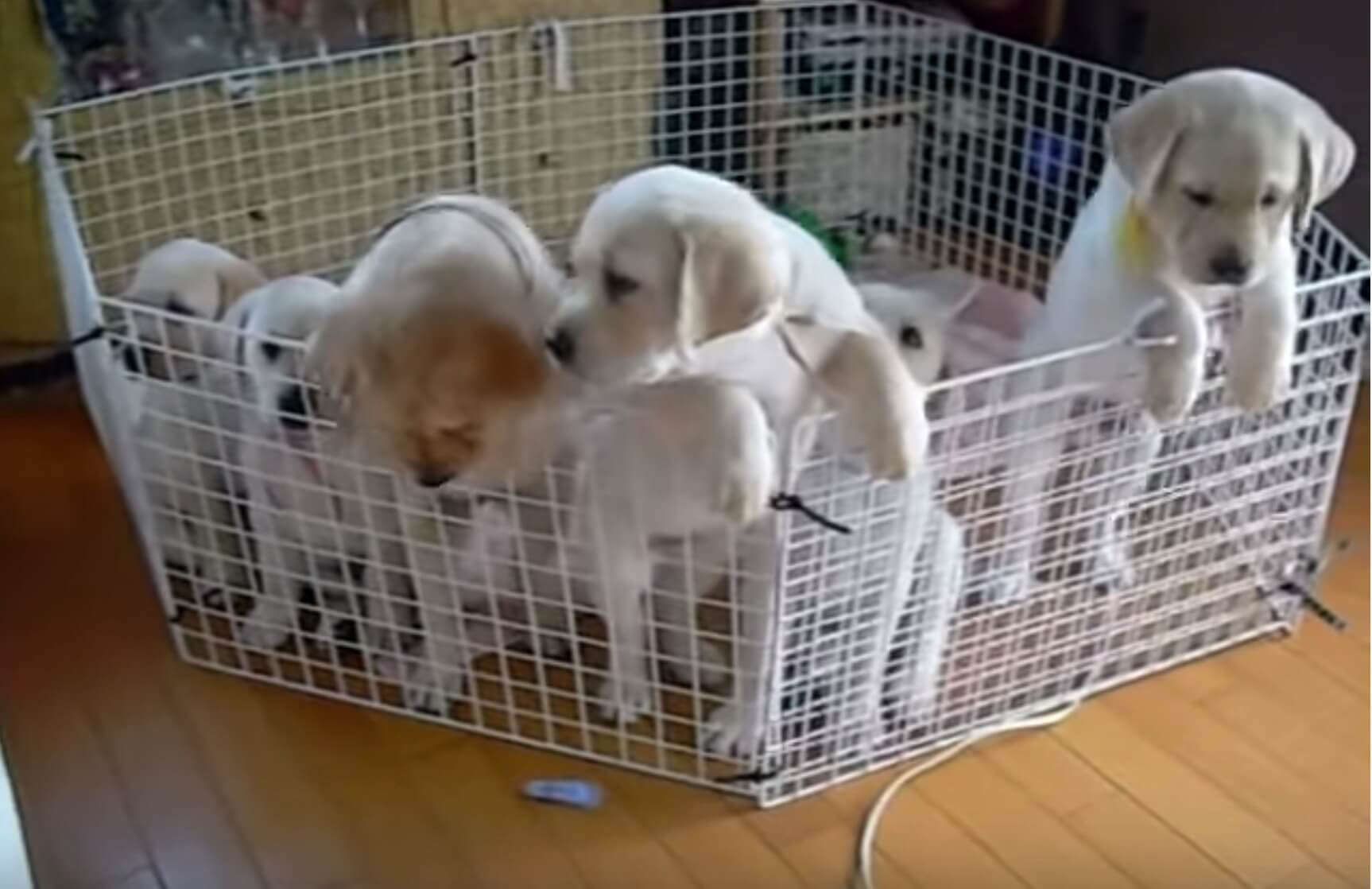 ラブラドールレトリーバー,動画