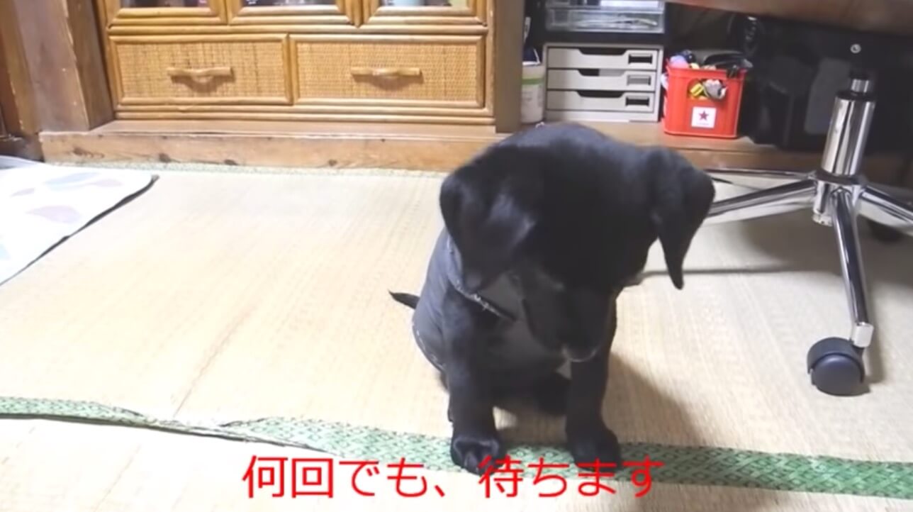 ラブラドールレトリーバー,動画