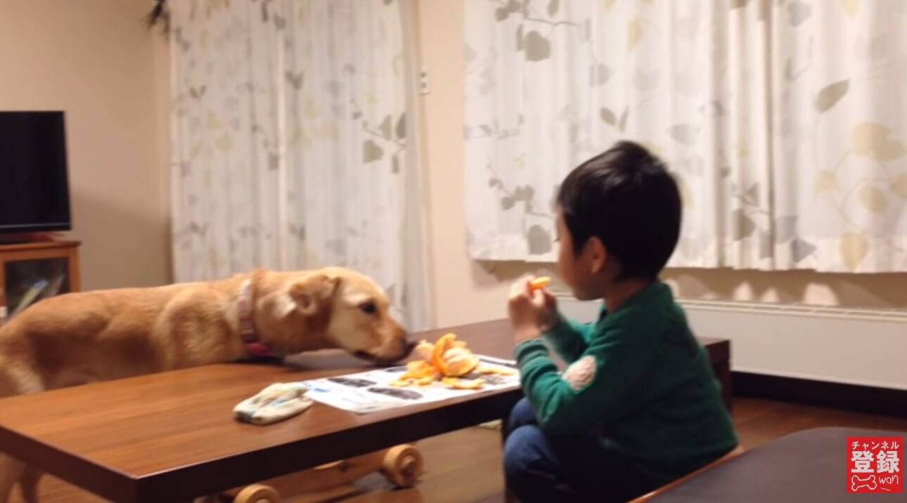 ラブラドールレトリーバー,動画