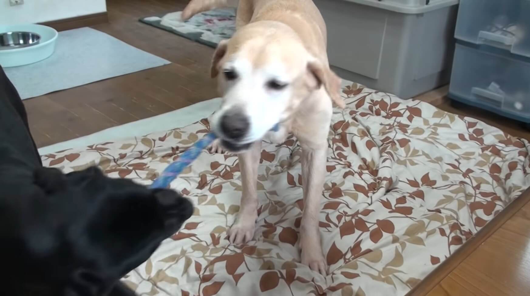 ラブラドールレトリーバー,動画