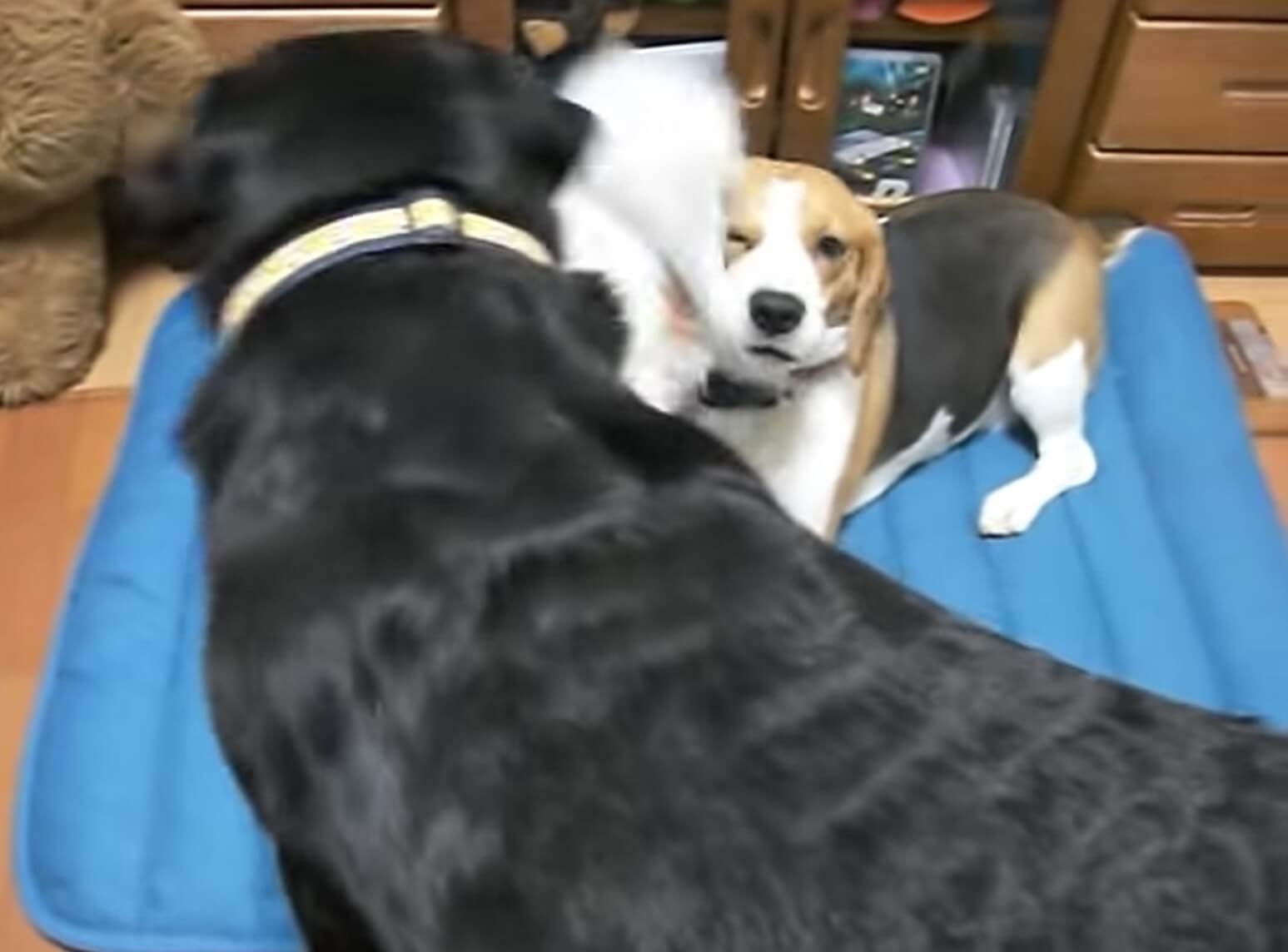 ラブラドールレトリーバー,動画