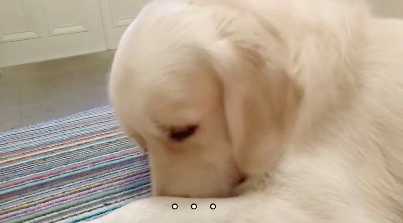 ゴールデンレトリーバー,動画