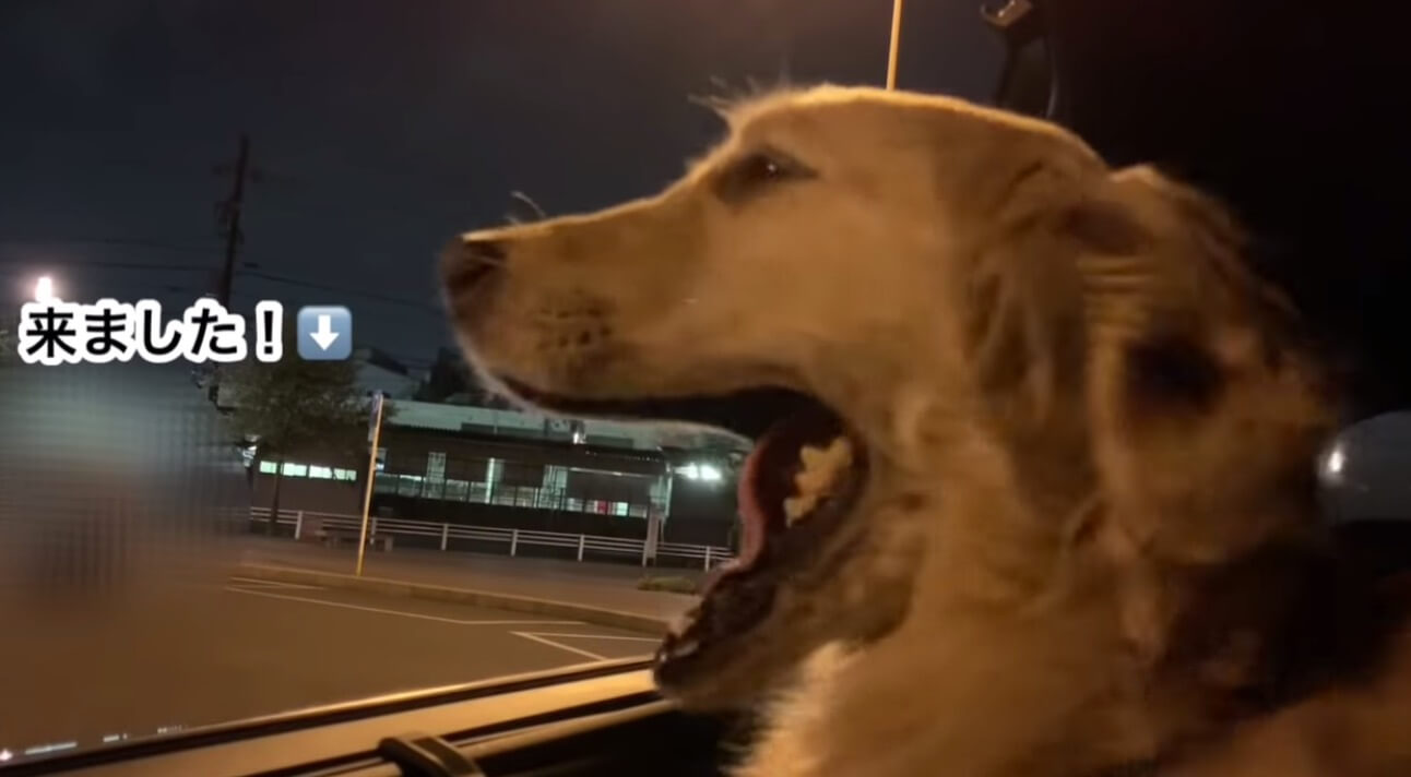 ゴールデンレトリーバー,動画