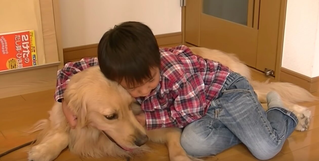 ゴールデンレトリーバー,動画