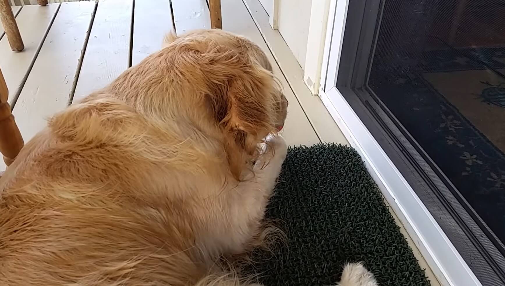 ゴールデンレトリーバー,動画