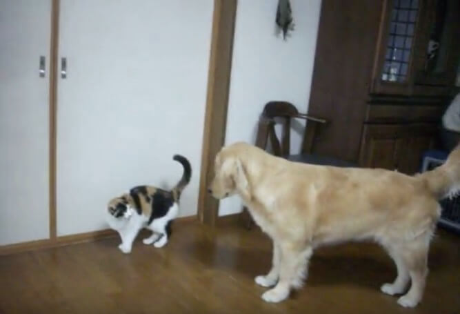 ゴールデンレトリーバー,動画