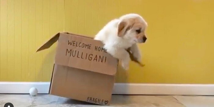 ゴールデンレトリーバー,Instagram