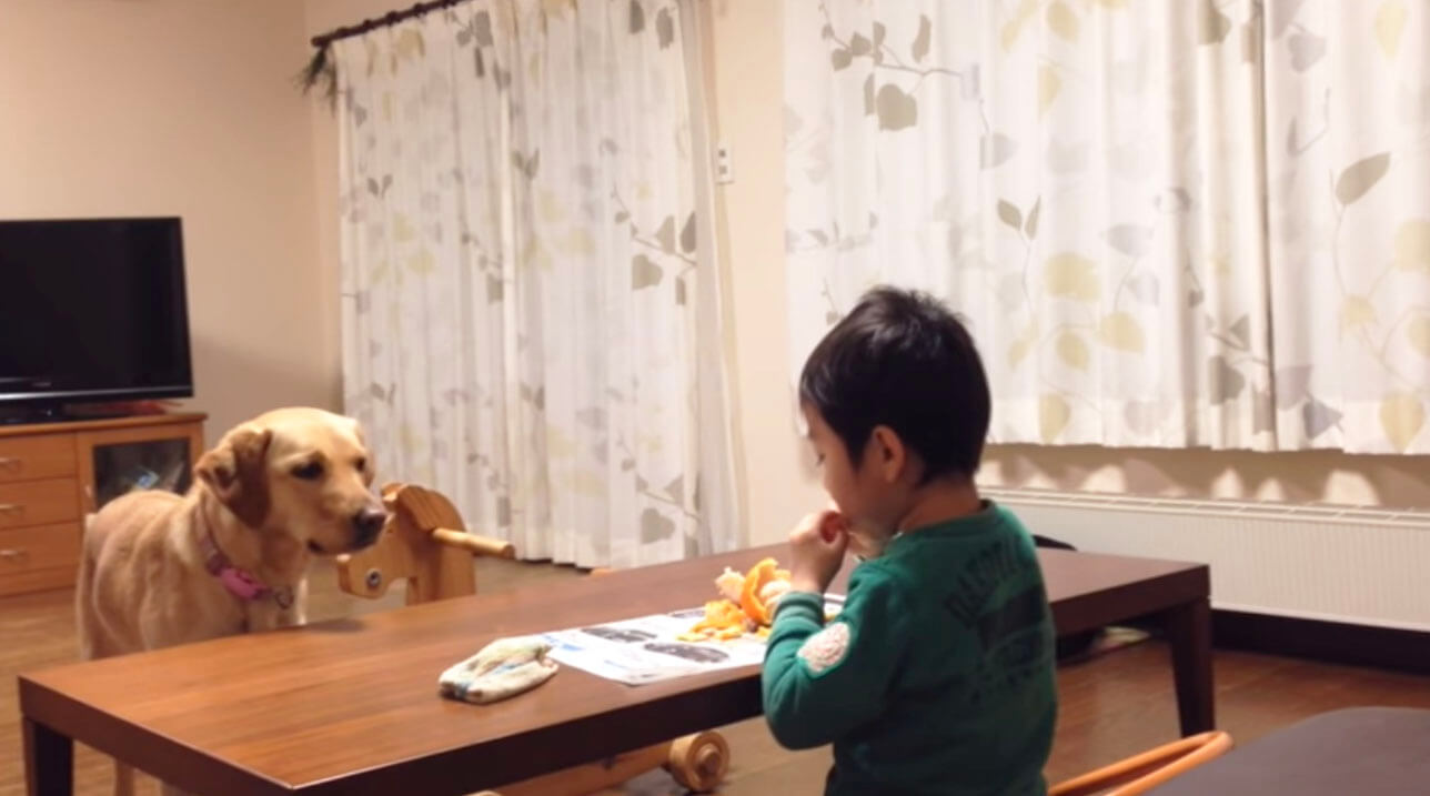 ラブラドールレトリーバー,動画