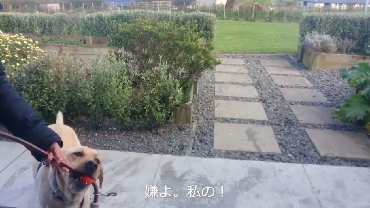 ラブラドールレトリーバー,動画