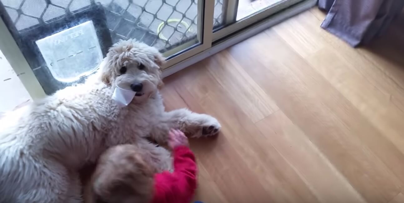 ゴールデンドゥードル,動画