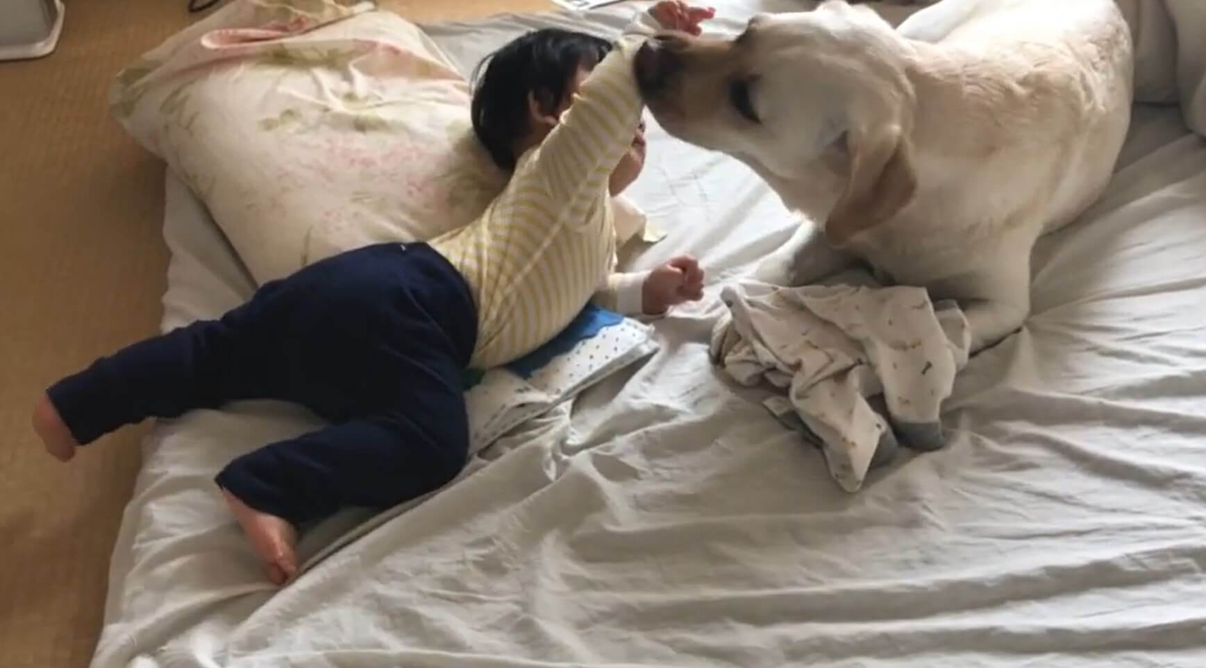 ラブラドールレトリーバー,動画