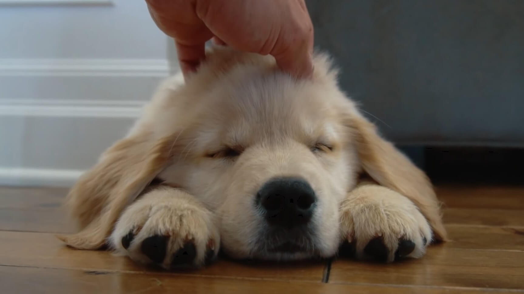 ゴールデンレトリーバー,動画