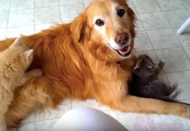 ゴールデンレトリーバー,動画