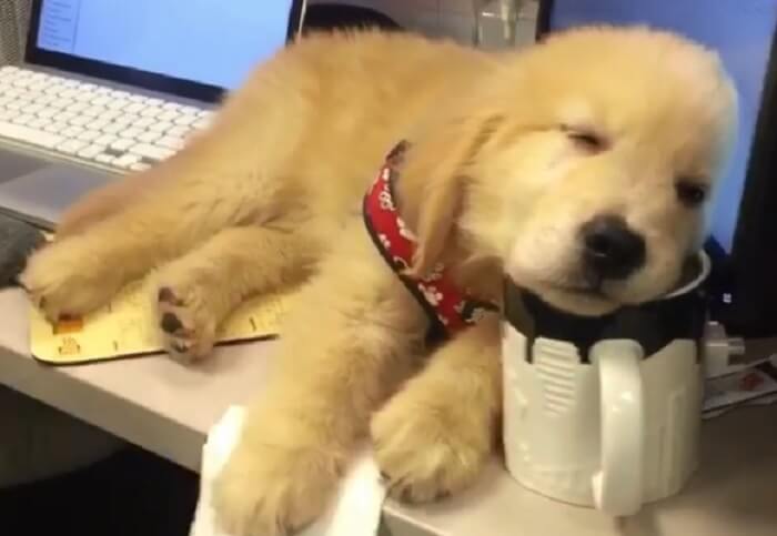 ゴールデンレトリーバー,動画