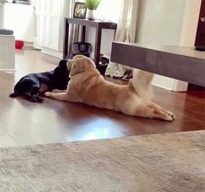 ゴールデンレトリーバー,動画