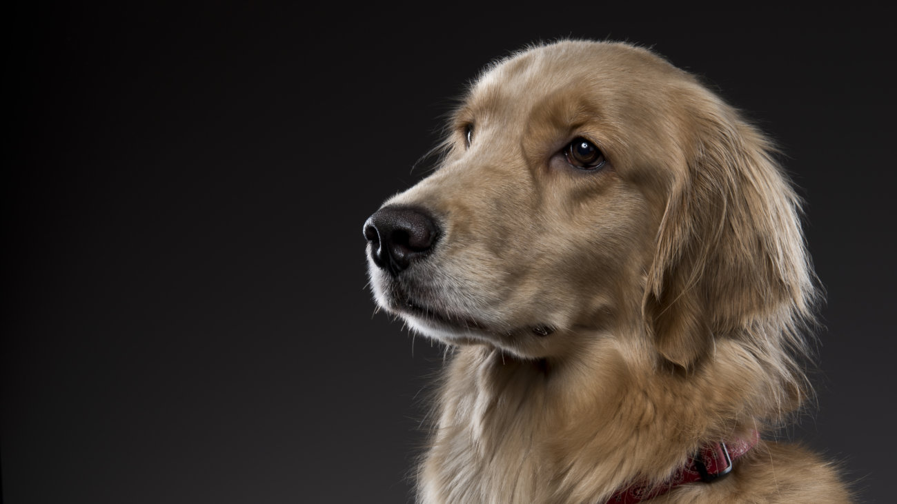 レトリーバー,内山慎吾