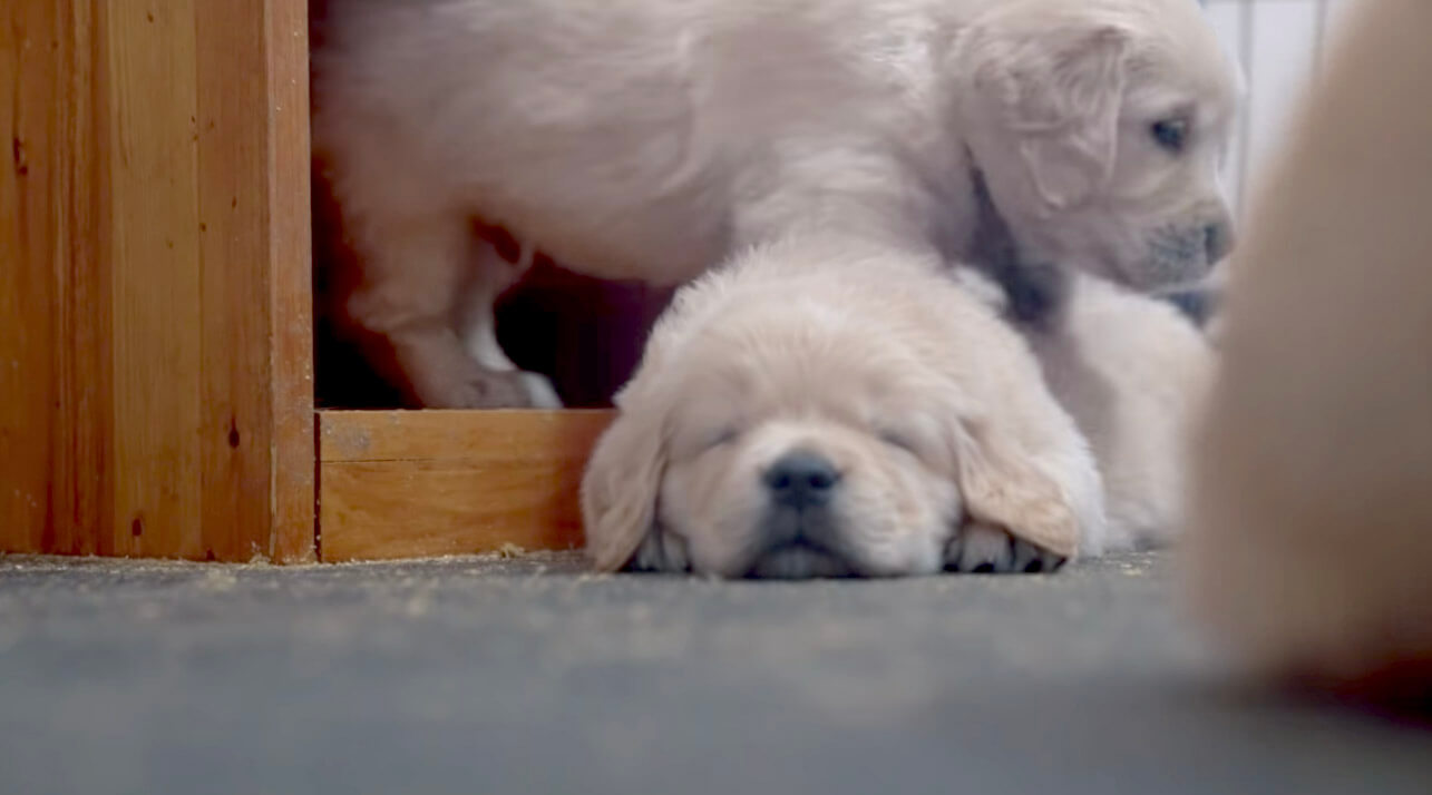 ゴールデンレトリーバー,動画