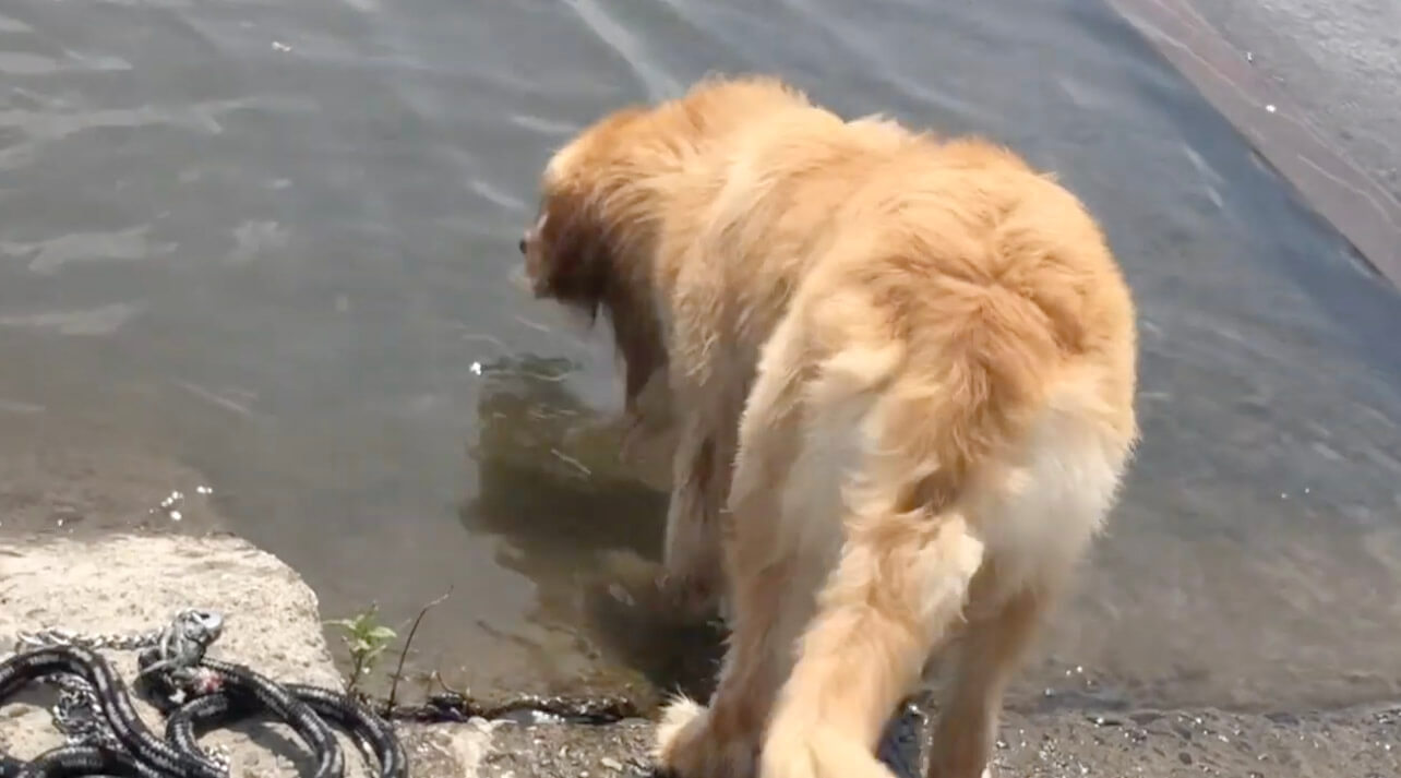 ゴールデンレトリーバー,動画