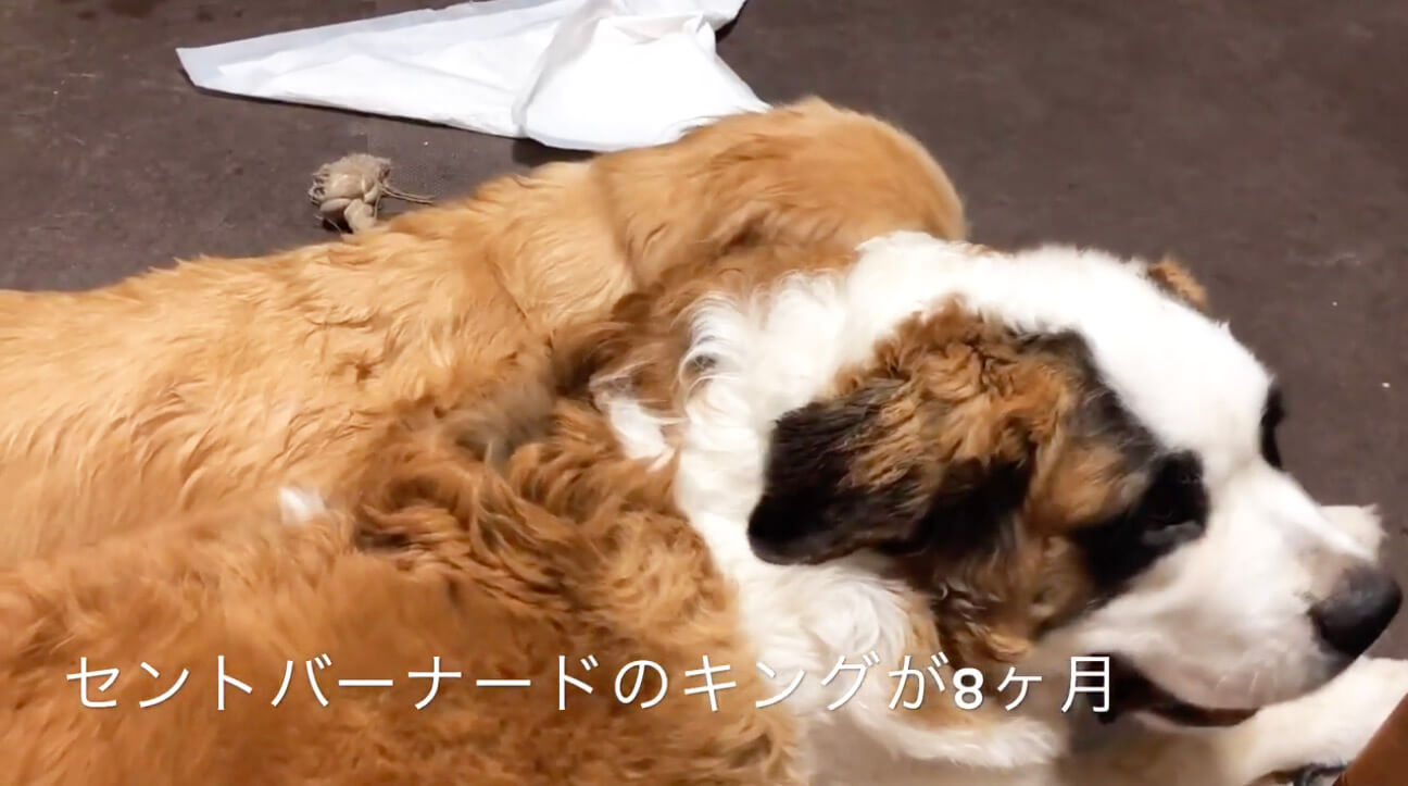 ゴールデンレトリーバー,動画