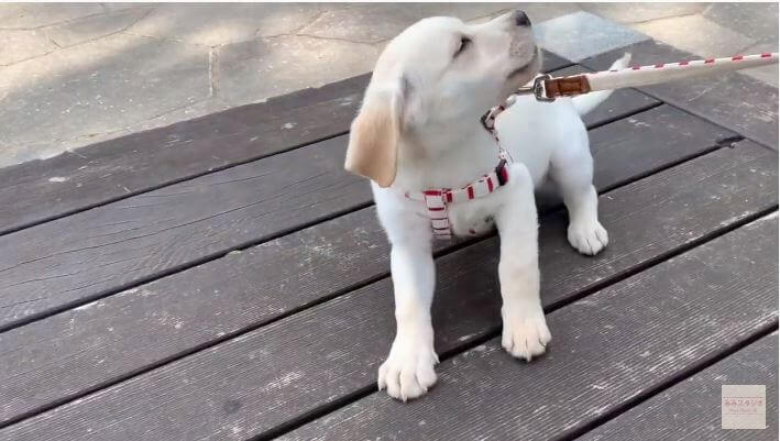 ラブラドールレトリーバー,動画