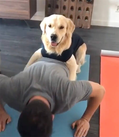 ゴールデンレトリーバー,動画