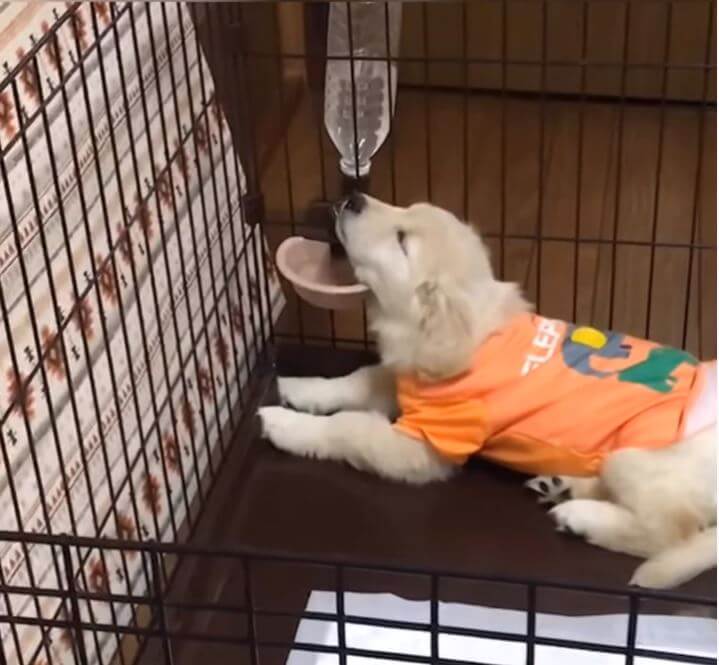 ゴールデンレトリーバー,動画