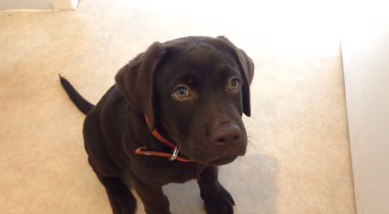 ラブラドールレトリーバー,動画