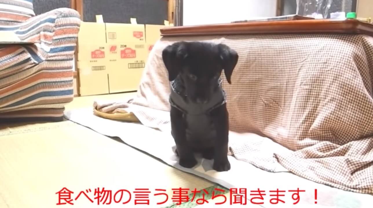 ラブラドールレトリーバー,動画