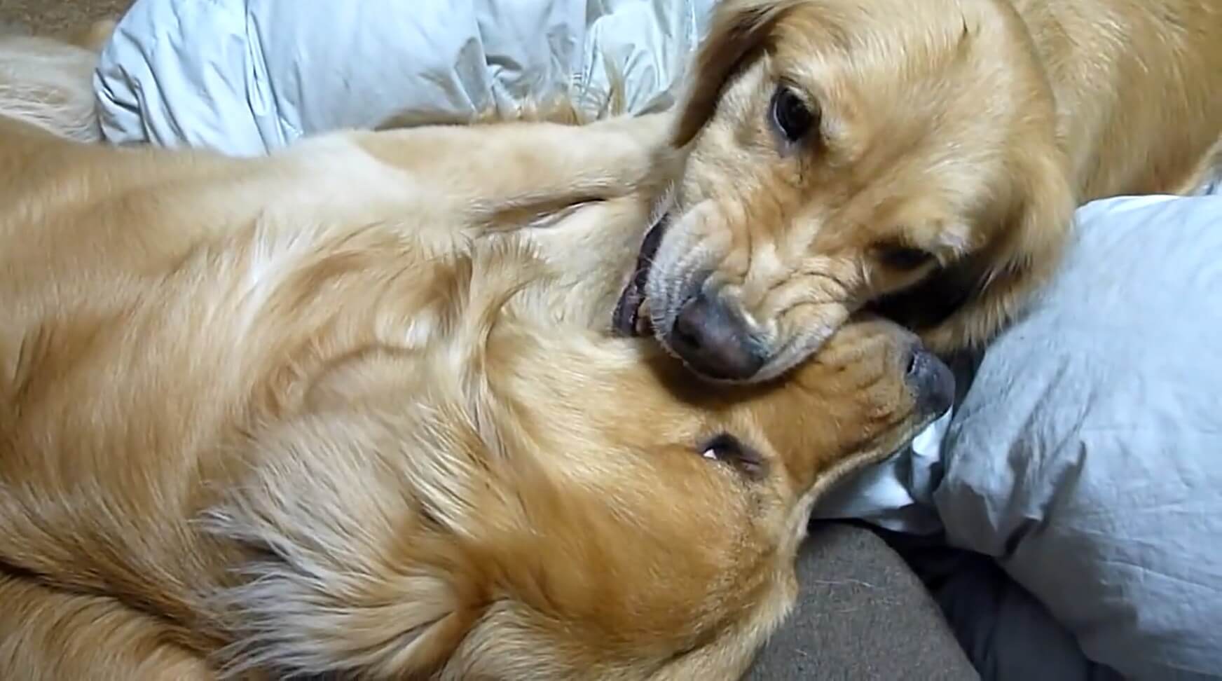 ゴールデンレトリーバー,動画