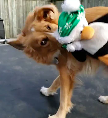 トーラー,Instagram