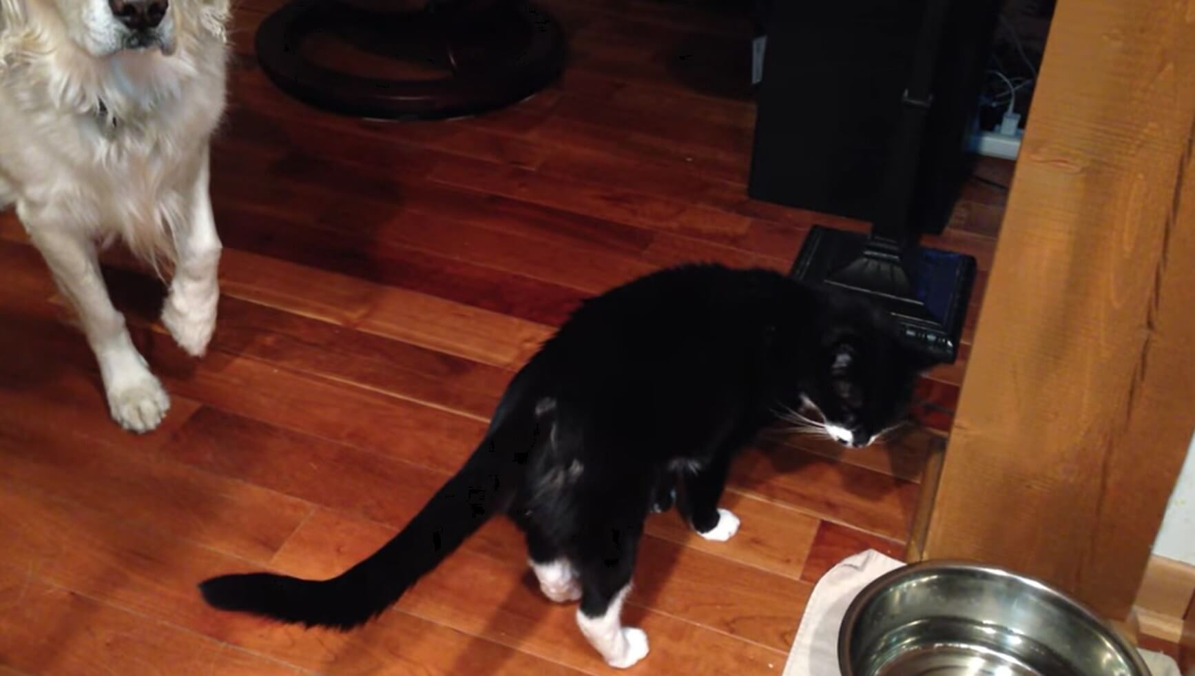 ゴールデンレトリーバー,動画