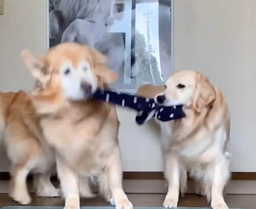 ゴールデンレトリーバー,動画