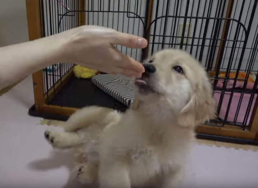 ゴールデンレトリーバー,動画