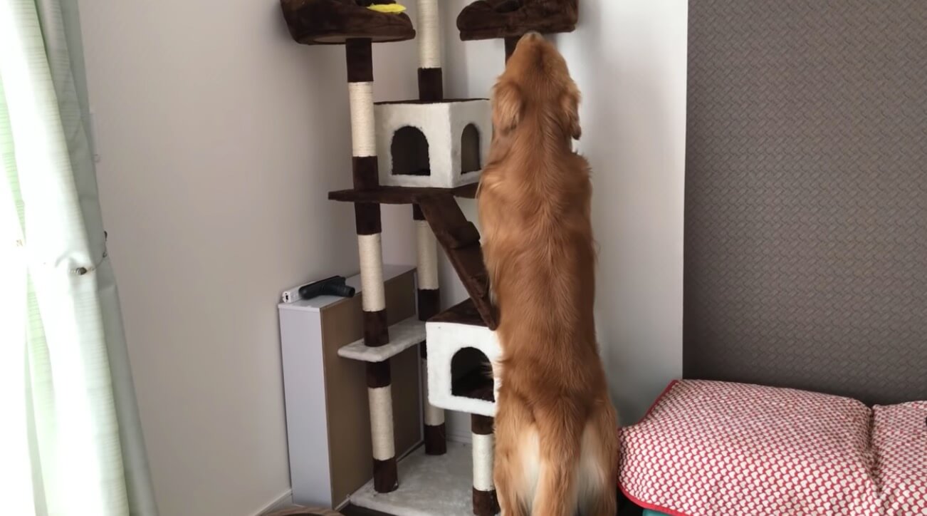 ゴールデンレトリーバー,動画