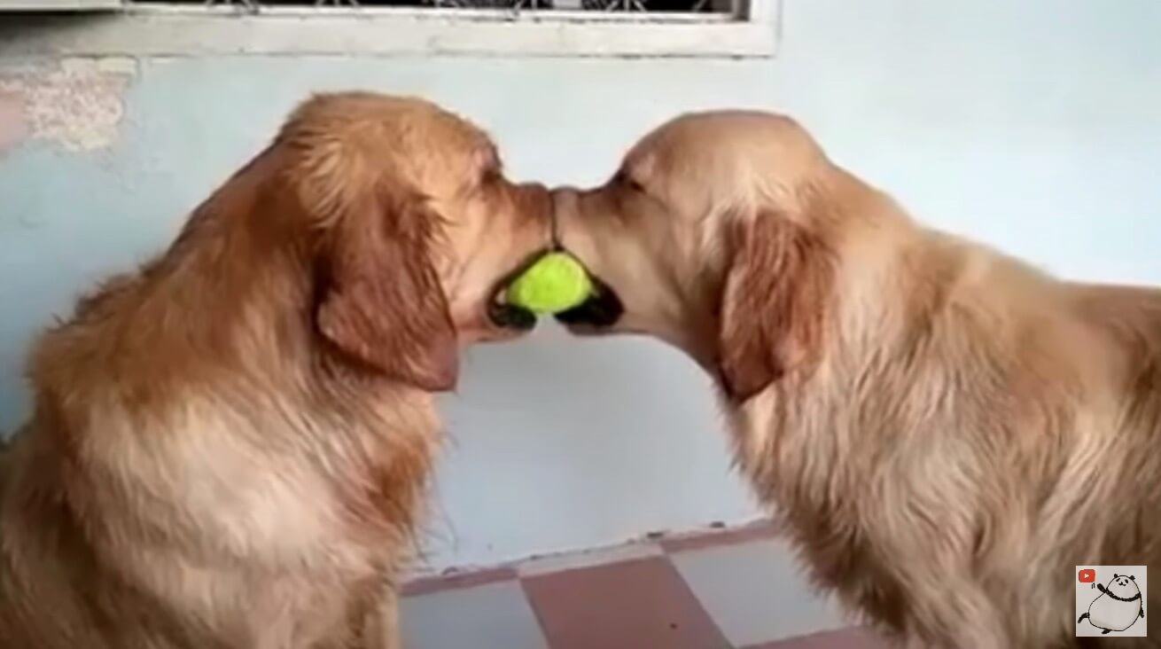 ゴールデンレトリーバー,動画