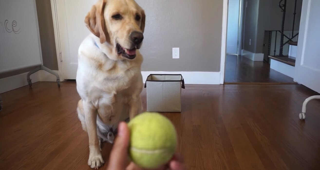 ラブラドールレトリーバー,動画